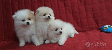 Spitz Pomerania bianco