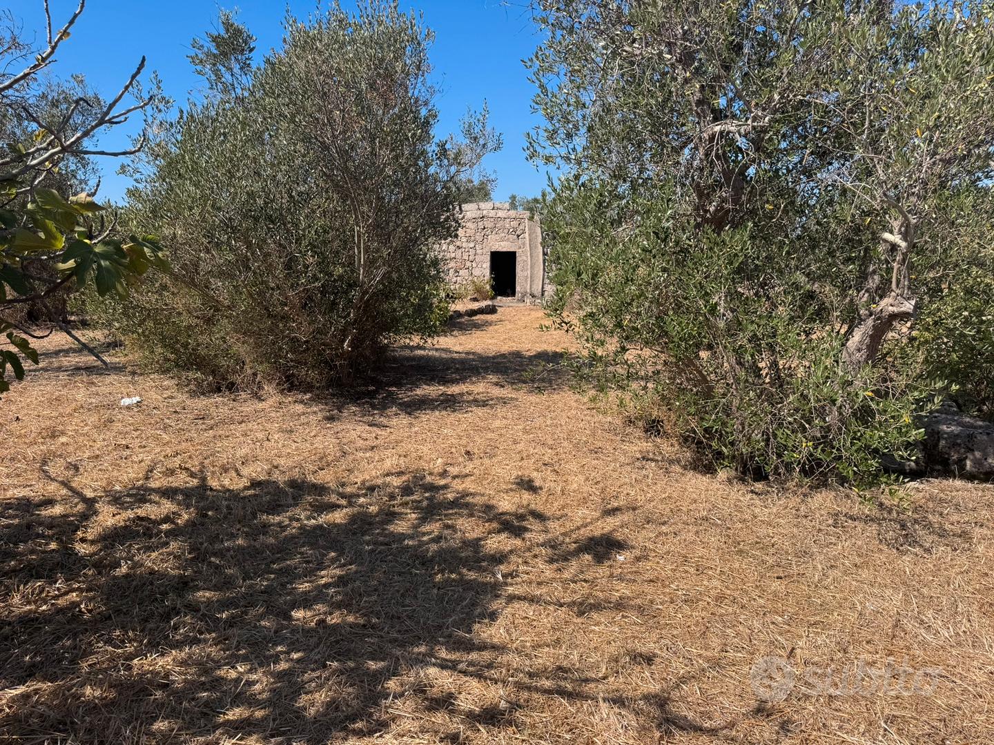 Terreno agricolo nel Salento - Vista 4