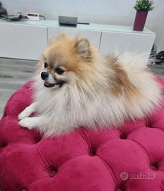 Attila Spitz Ted. nano Pomerania per monta