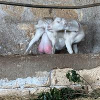 Capre saanen in purezza