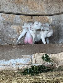 Capre saanen in purezza