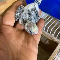 Disponibile Pullo cocorite