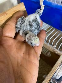 Disponibile Pullo cocorite