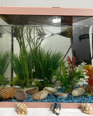 Acquario con pesci