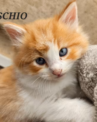 Gattini siberiani