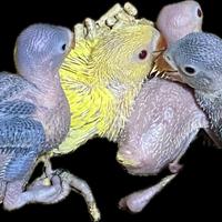 Pulli di parrocchetti dal collare