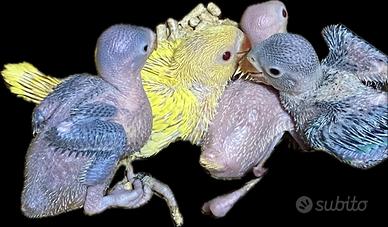 Pulli di parrocchetti dal collare