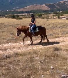 Cavalle da passeggiata