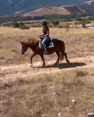 Cavalle da passeggiata