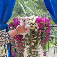 Cuccioli di chihuahua toy occhi chiari