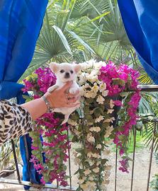 Cuccioli di chihuahua toy occhi chiari