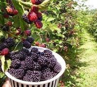 Piantine more senza spine