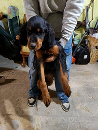 Ultima femmina di Setter gordon 3 mesi