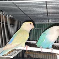 Coppia inseparabili NT