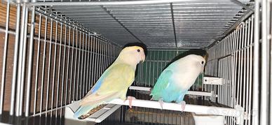 Coppia inseparabili NT