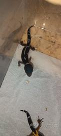 Geco leopardino 