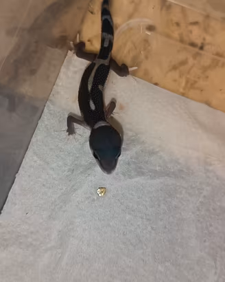 Geco leopardino 