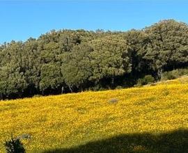 Terreno agricolo 3 ettari