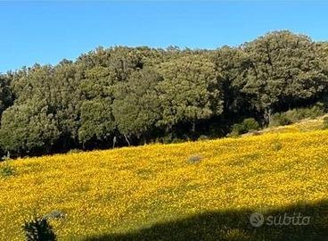 Terreno agricolo 3 ettari