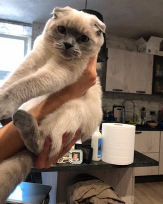Scottish fold e straigth per marito/monta