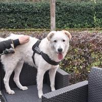 Ugo: 1 anno, taglia grande, socievole e affettuoso