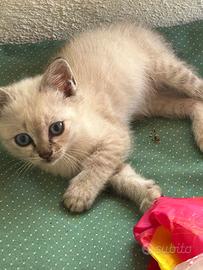 Gattino siamese incrociato