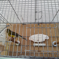 Canarino Timbrado Spagnolo