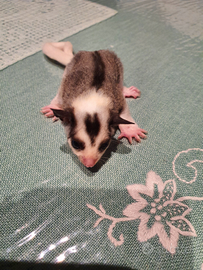 Petauro dello zucchero