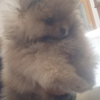 Cuccioli Spitz Tedesco nano di Pomerania