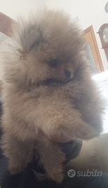 Cuccioli Spitz Tedesco nano di Pomerania