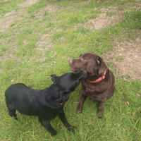 Labrador retriever