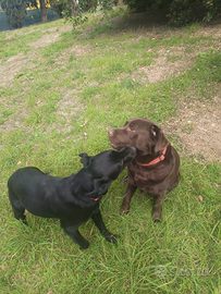 Labrador retriever