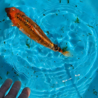 Carpa Koi