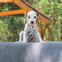 Cucciolo di Dalmata subito disponibile