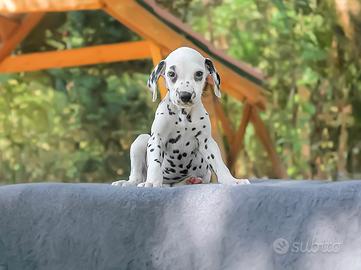 Cucciolo di Dalmata subito disponibile