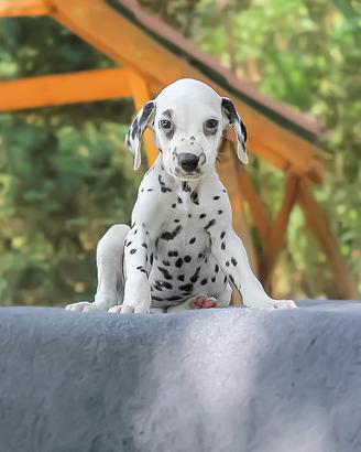 Cucciolo di Dalmata subito disponibile