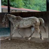 Vendita/fida cavallo sella francese