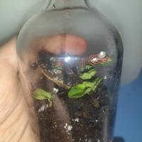 MINI TERRARIUM