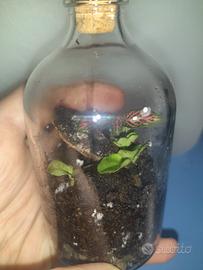 MINI TERRARIUM