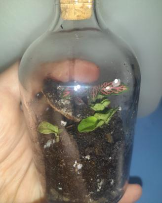 MINI TERRARIUM