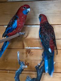 Coppie papagalli Rosella  di Pennet