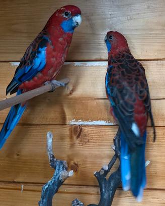 Coppie papagalli Rosella  di Pennet