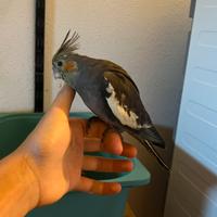 Calopsiti ancestrali