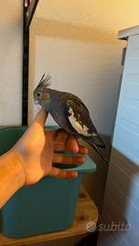 Calopsiti ancestrali