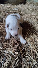 Cucciolo taglia piccola