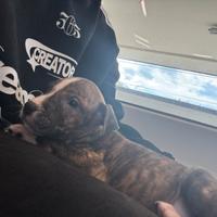 Amstaff femena
