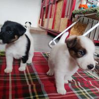 Cuccioli di fox terrier a pelo liscio