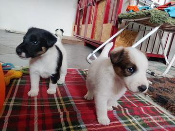 Cuccioli di fox terrier a pelo liscio