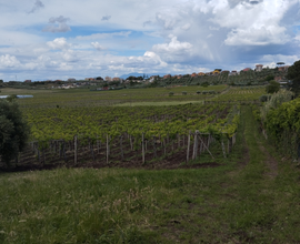 Terreno agricolo 15000 mq