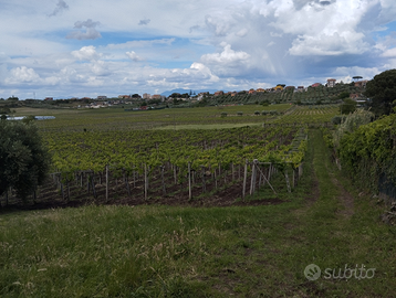 Terreno agricolo 15000 mq